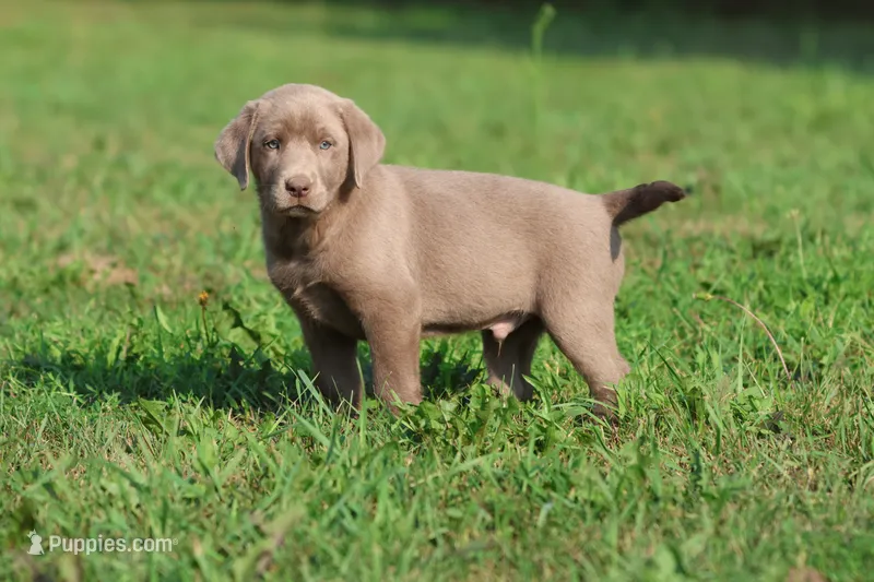 Crush – Labrador Retriever puppy for sale in Grand Rapids, MI