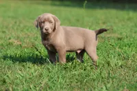 Crush, a male Labrador Retriever for sale in Grand Rapids, MI – 1 of 3