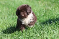Angel, a female Newfoundland for sale in Grand Rapids, MI – 4 of 6