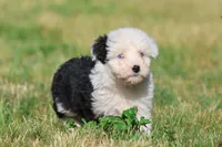 Panda Bear, a female Aussiedoodle and Bernedoodle for sale in Grand Rapids, MI – 4 of 5