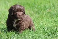 Bulldozer, a male Newfoundland for sale in Grand Rapids, MI – 3 of 5