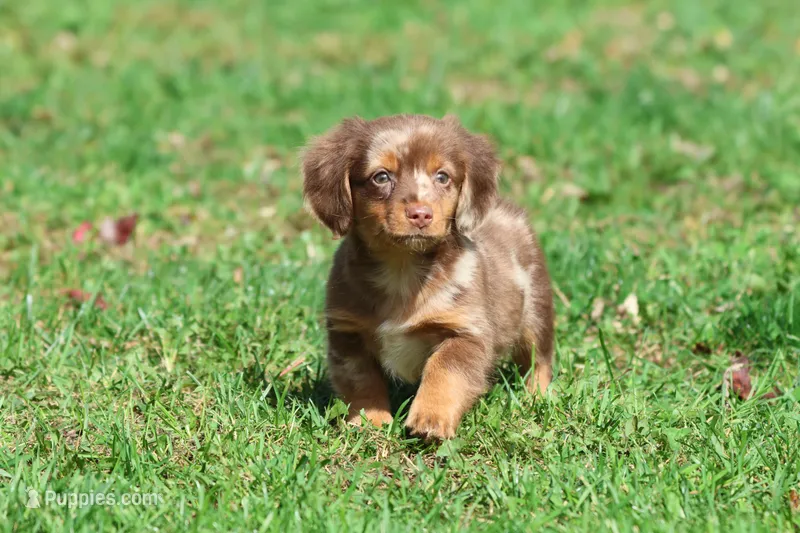 Oscar  – Dachshund, Miniature Dachshund puppy for sale in Grand Rapids, MI