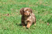 Oscar , a male Dachshund and Miniature Dachshund for sale in Grand Rapids, MI – 1 of 7
