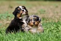 Skywalker, a male Australian Shepherd and Bernese Mountain Dog for sale in Grand Rapids, MI – 2 of 6