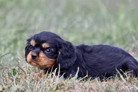 Stranton AKC , a male Cavalier King Charles Spaniel for sale in Grand Rapids, MI – 2 of 4