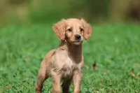 Trinity AKC , a female Golden Retriever for sale in Grand Rapids, MI – 1 of 6