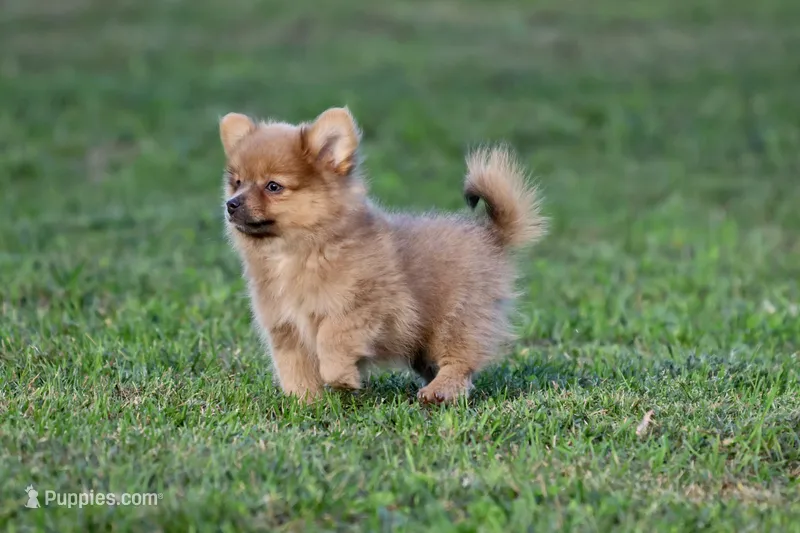 Shaggy  – Pomeranian puppy for sale in Grand Rapids, MI