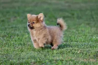 Shaggy , a male Pomeranian for sale in Grand Rapids, MI – 1 of 5
