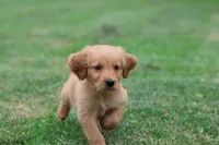 Mitch AKC , a male Golden Retriever for sale in Grand Rapids, MI – 3 of 5