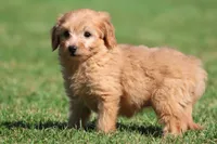 Twirls , a male Miniature Goldendoodle for sale in Grand Rapids, MI – 6 of 6