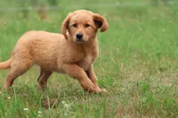 Buddy , a male Golden Retriever for sale in Grand Rapids, MI – 4 of 4