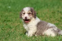 Monster Cookies, a male Miniature Bernedoodle for sale in Grand Rapids, MI – 3 of 5