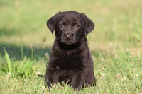 Coal AKC , a male Labrador Retriever for sale in Grand Rapids, MI – 3 of 4