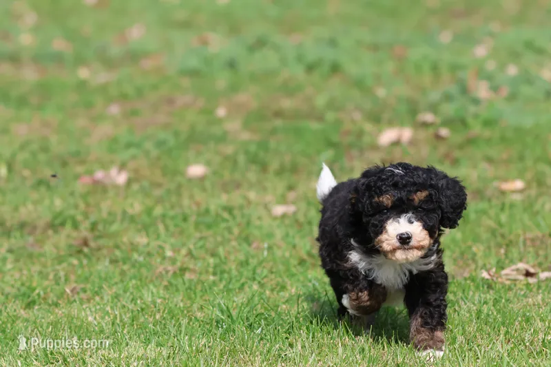 Candy  – Miniature Bernedoodle puppy for sale in Grand Rapids, MI