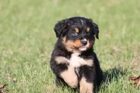 Oliver , a male Australian Shepherd and Bernese Mountain Dog for sale in Grand Rapids, MI – Photo 2 of 5