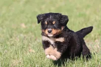 Oliver , a male Australian Shepherd and Bernese Mountain Dog for sale in Grand Rapids, MI – Photo 4 of 5