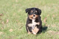 Oliver , a male Australian Shepherd and Bernese Mountain Dog for sale in Grand Rapids, MI – Photo 5 of 5