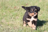 Oliver , a male Australian Shepherd and Bernese Mountain Dog for sale in Grand Rapids, MI – Photo 3 of 5