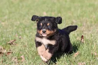 Oliver , a male Australian Shepherd and Bernese Mountain Dog for sale in Grand Rapids, MI – Photo 1 of 5