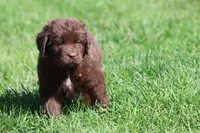 Meatloaf, a male Newfoundland for sale in Grand Rapids, MI – 4 of 6