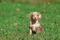 Sausage Rolls, a male Dachshund and Miniature Dachshund for sale in Grand Rapids, MI – 5 of 6