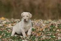 Silver Bullet AKC , a male Labrador Retriever for sale in Grand Rapids, MI – 2 of 7