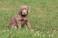 Brick AKC , a male Labrador Retriever for sale in Grand Rapids, MI – 4 of 5