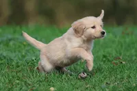 Buttercup AKC, a female Golden Retriever for sale in Grand Rapids, MI – 2 of 6