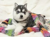 processed/8879fee5-4071-4343-86e7-67b54bb40ec8/listing/99aa9ba1-6951-425b-99c5-5ad580a2f97f/26fb7fcd-f10a-4820-b6ce-eff80baa2694