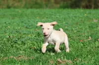 Butter AKC, a male Labrador Retriever for sale in Grand Rapids, MI – 6 of 6