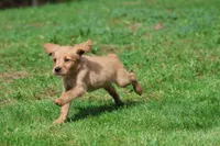 Trinity AKC , a female Golden Retriever for sale in Grand Rapids, MI – 3 of 6
