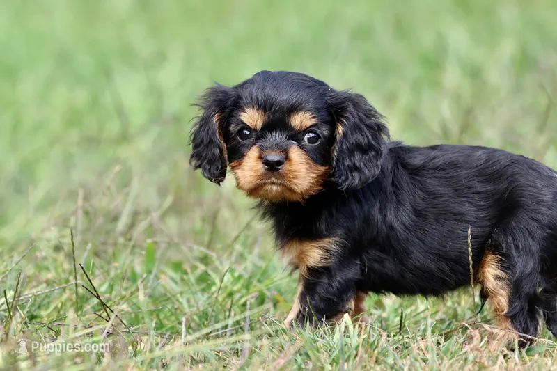Stranton AKC  – Cavalier King Charles Spaniel puppy for sale in Grand Rapids, MI