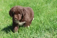 Swirls, a female Newfoundland for sale in Grand Rapids, MI – 4 of 4