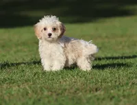 Casper, a male Cavapoo for sale in Grand Rapids, MI – 2 of 4