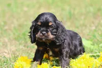 Sally, a male Cocker Spaniel and Cavalier King Charles Spaniel for sale in Grand Rapids, MI – 5 of 5