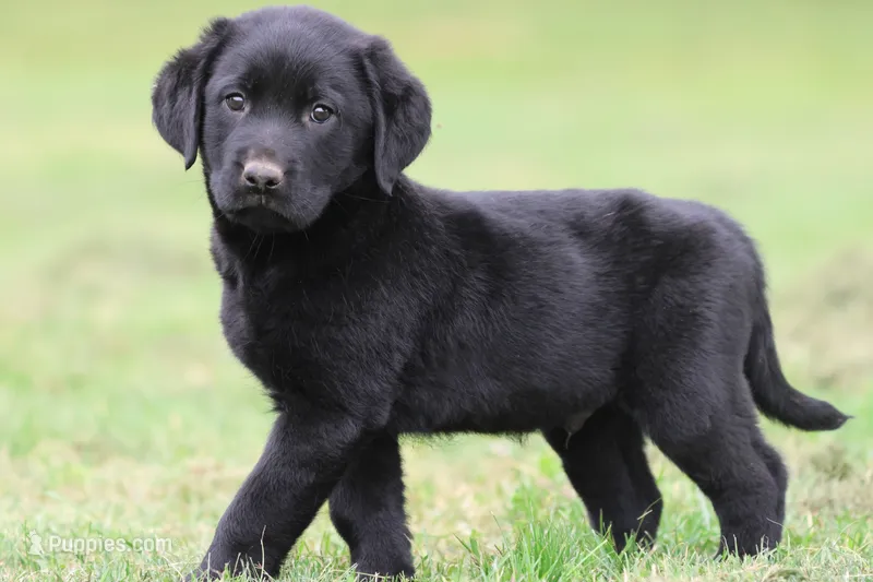 Black Bear AKC  – Labrador Retriever puppy for sale in Grand Rapids, MI