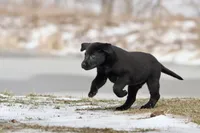 Pork Chops AKC, a female Labrador Retriever for sale in Grand Rapids, MI – Photo 3 of 5