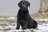 Pork Chops AKC, a female Labrador Retriever for sale in Grand Rapids, MI – Photo 5 of 5