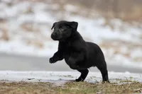 Pork Chops AKC, a female Labrador Retriever for sale in Grand Rapids, MI – Photo 1 of 5