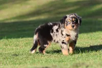 Sky, a male Australian Shepherd and Bernese Mountain Dog for sale in Grand Rapids, MI – 7 of 7