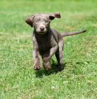 Journey AKC , a female Labrador Retriever for sale in Grand Rapids, MI – 2 of 4