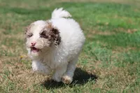 Cleopatra , a female Bernedoodle and Miniature Bernedoodle for sale in Grand Rapids, MI – 3 of 7