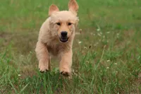 Nala, a female Golden Retriever for sale in Grand Rapids, MI – 3 of 4