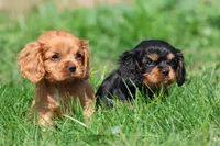 Stranton AKC , a male Cavalier King Charles Spaniel for sale in Grand Rapids, MI – 4 of 4