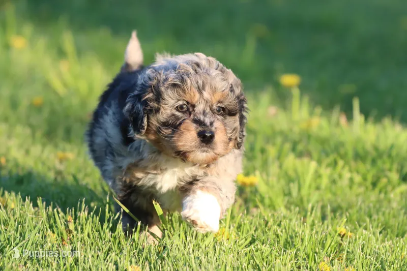 Lucky Charm – Aussiedoodle, Miniature Aussiedoodle puppy for sale in Grand Rapids, MI