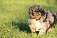 Lucky Charm, a female Aussiedoodle and Miniature Aussiedoodle for sale in Grand Rapids, MI – 3 of 5