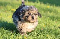 Lucky Charm, a female Aussiedoodle and Miniature Aussiedoodle for sale in Grand Rapids, MI – 4 of 5