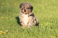 Lucky Charm, a female Aussiedoodle and Miniature Aussiedoodle for sale in Grand Rapids, MI – 2 of 5