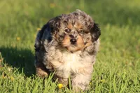 Lucky Charm, a female Aussiedoodle and Miniature Aussiedoodle for sale in Grand Rapids, MI – 5 of 5