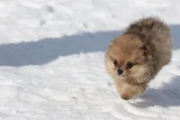 Feather, a female Pomeranian for sale in Grand Rapids, MI – Photo 5 of 5